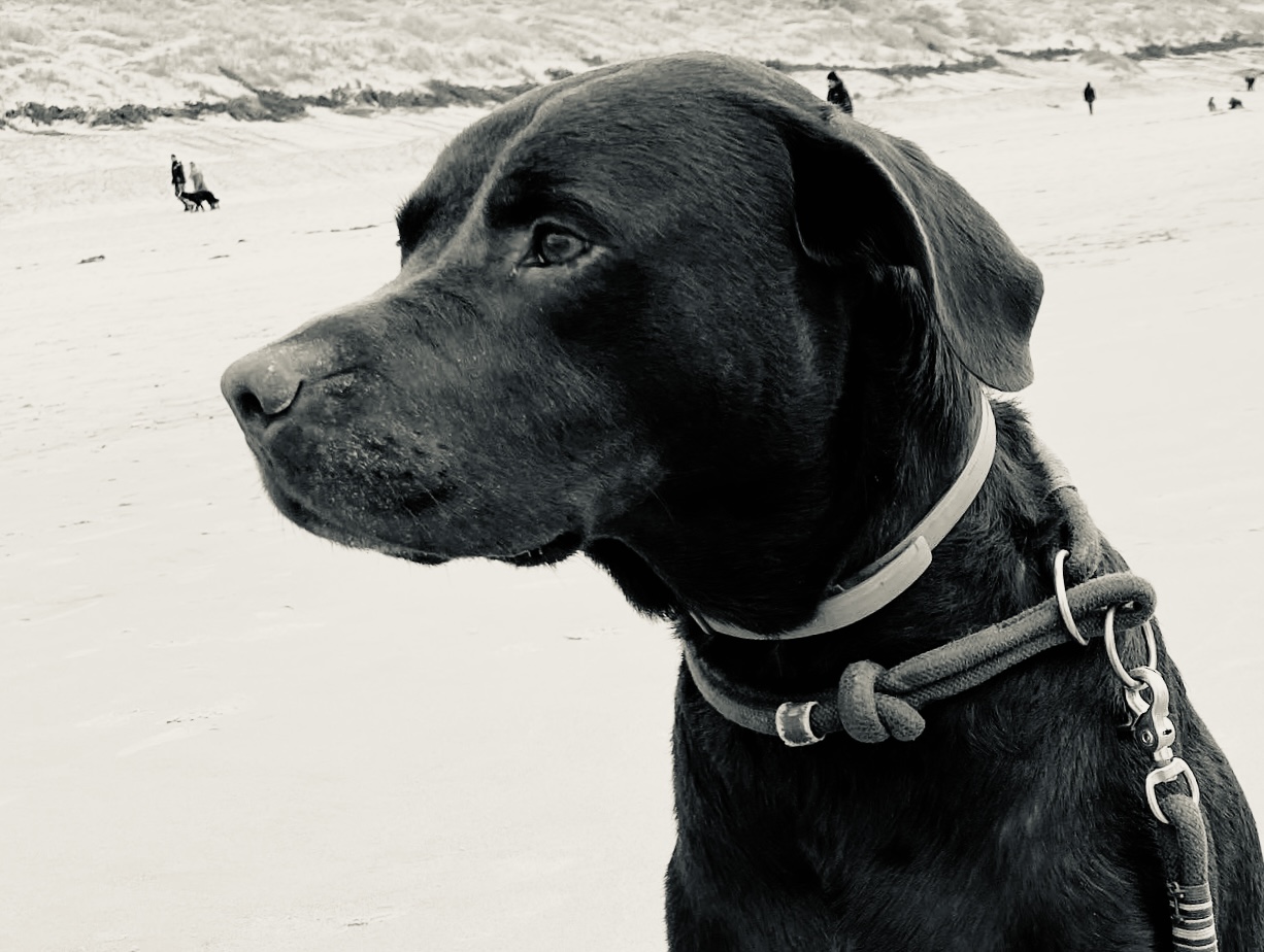 Scotty - Feel-Good-Manager bei twinriver code